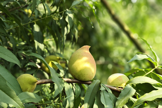 鷹嘴桃長勢良好