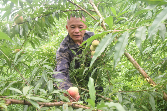 覃初興在果園里采摘鷹嘴桃