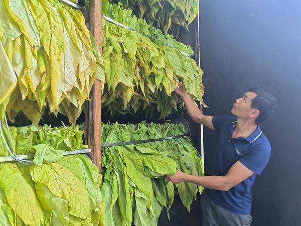 許宣寶在烤煙房檢查煙葉。那甲鎮(zhèn)人民政府供圖