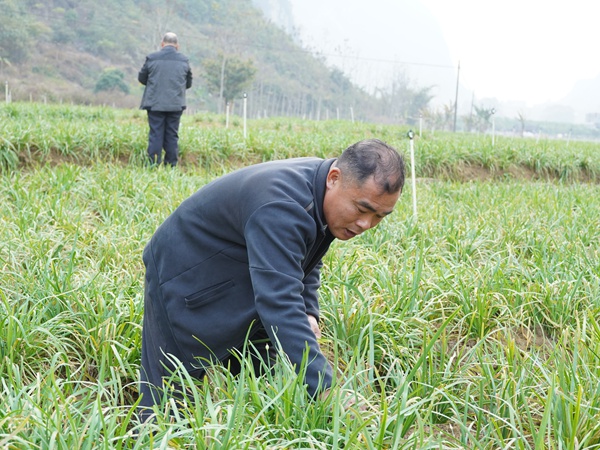 蘇光確在韭菜苔基地打理菜苗。那甲鎮(zhèn)人民政府供圖