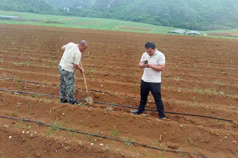 今年4月，工作人員在采取滴灌種植的甘蔗地里查看蔗種發(fā)芽情況。大新縣欖圩鄉(xiāng)政府供圖