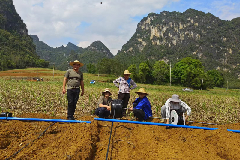 技術(shù)員進(jìn)行滴灌布管道。大新縣欖圩鄉(xiāng)政府供圖
