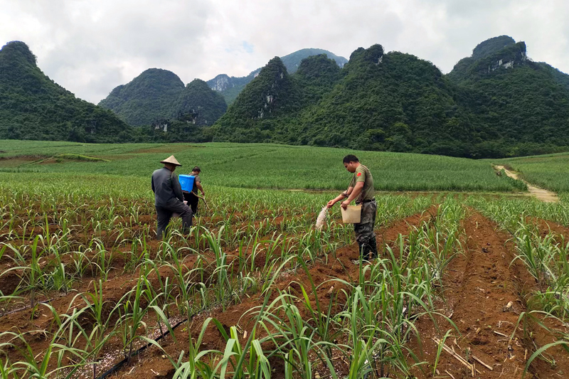 群眾在給甘蔗進(jìn)行施肥管護(hù)。大新縣欖圩鄉(xiāng)政府供圖