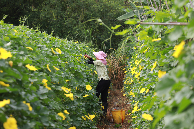 平桂區(qū)海元種養(yǎng)家庭農(nóng)場村民在采收瓜果。