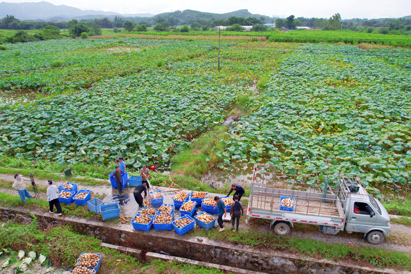 平桂區(qū)海元種養(yǎng)家庭農(nóng)場村民在采收瓜果。