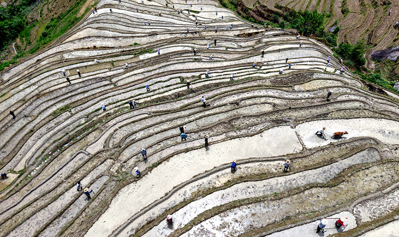 梯田狹長細(xì)窄，村民沿用耦耕方式開展農(nóng)耕勞作。潘志祥攝