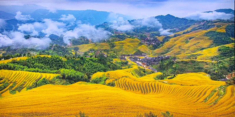 秋天的龍脊梯田，猶如大地流金，美不勝收。大寨村村民委員會供圖