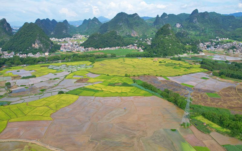 平桂區(qū)進(jìn)入“雙搶”關(guān)鍵時(shí)期，早稻收割與晚稻播種同時(shí)進(jìn)行。