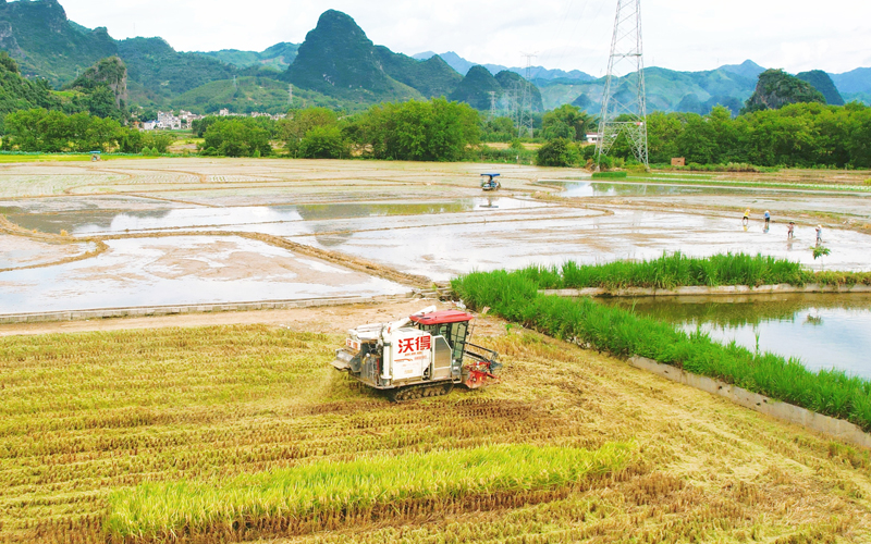 平桂區(qū)進(jìn)入“雙搶”關(guān)鍵時(shí)期，早稻收割與晚稻播種同時(shí)進(jìn)行。