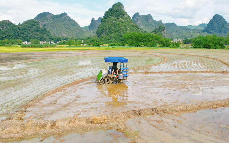 平桂區(qū)進(jìn)入“雙搶”關(guān)鍵時(shí)期，早稻收割與晚稻播種同時(shí)進(jìn)行。