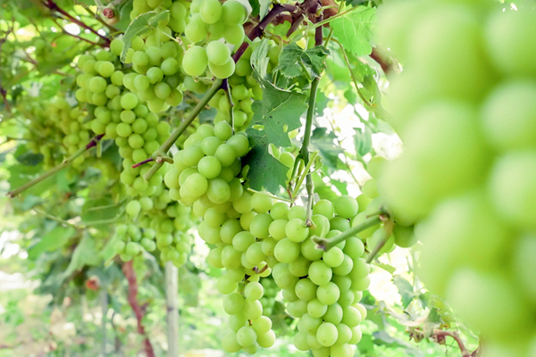 陽光玫瑰葡萄進(jìn)入成熟期。