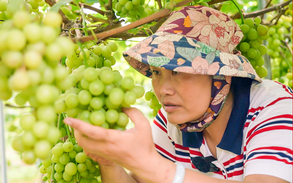 果農(nóng)正在查看果實(shí)的生長(zhǎng)情況。