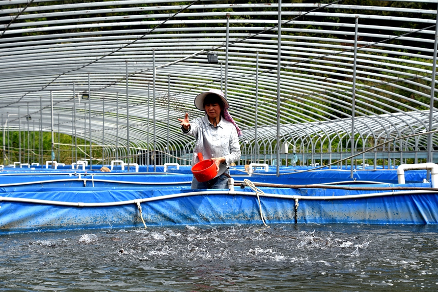 養(yǎng)護員投喂飼料。莫超驛攝
