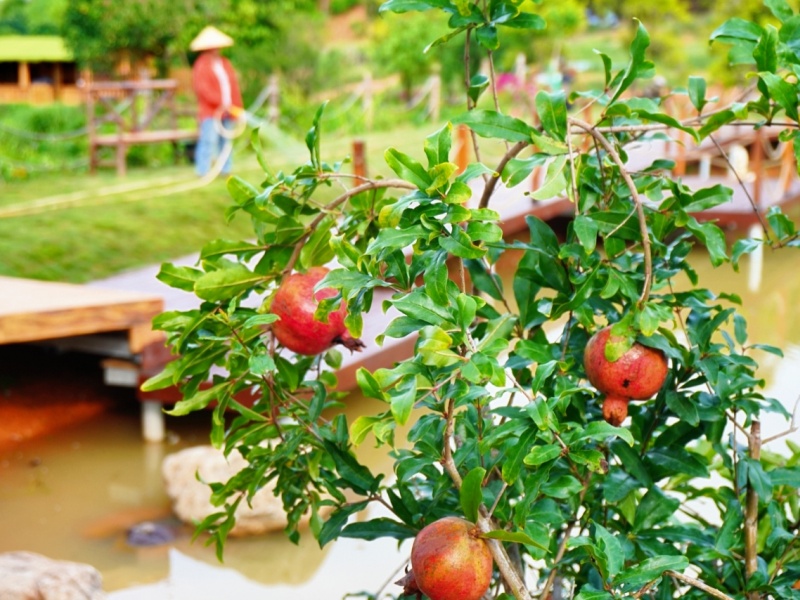 十里花廊書院外，新栽的石榴樹結出累累果實。趙可盈攝
