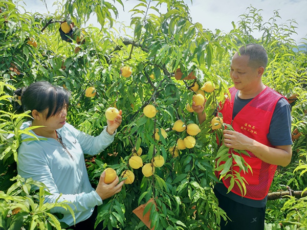 江塘村駐村第一書記袁曉軍和果農(nóng)在基地里采摘黃桃