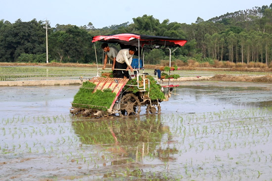 機械開展水稻制種插秧作業(yè)
