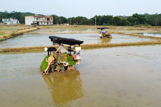 機(jī)械開展水稻制種插秧作業(yè)