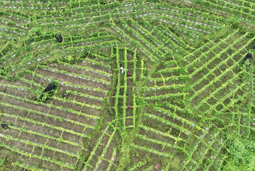 百香果基地碩果累累。德?？h委宣傳部供圖