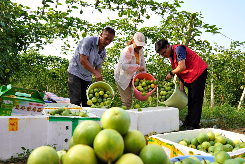 百香果獲豐收。陸前歡攝
