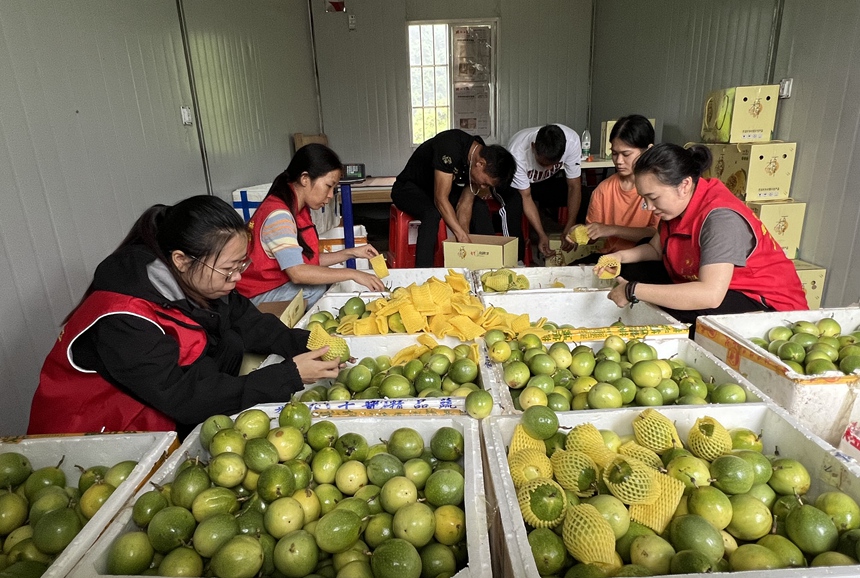 駐村工作隊(duì)和果農(nóng)在分揀打包百香果。德保縣委宣傳部供圖