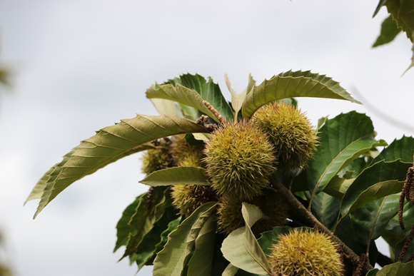 一顆顆板栗掛滿枝頭
