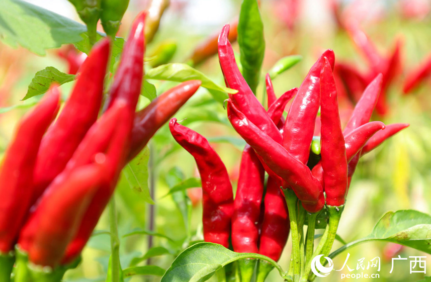 成熟的辣椒色澤鮮亮。