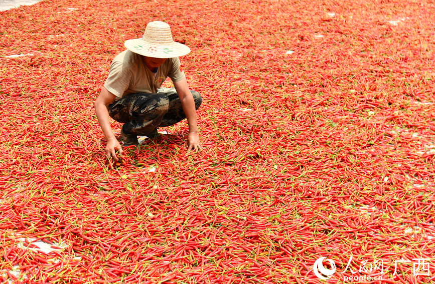 村民在晾曬辣椒。