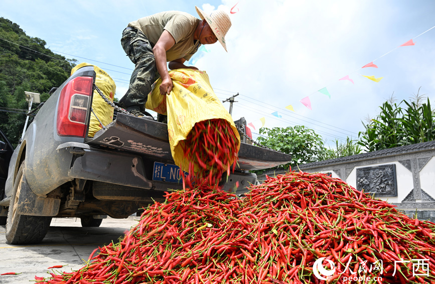 村民將辣椒倒在地上晾曬。