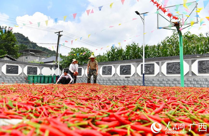 村民在整理晾曬的辣椒。