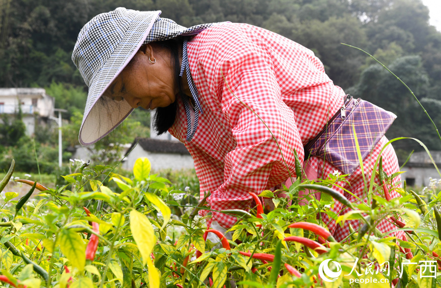 村民正在采摘辣椒。