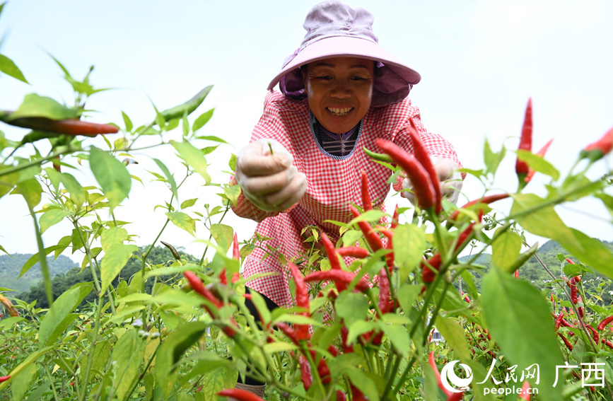 村民正在采摘辣椒。