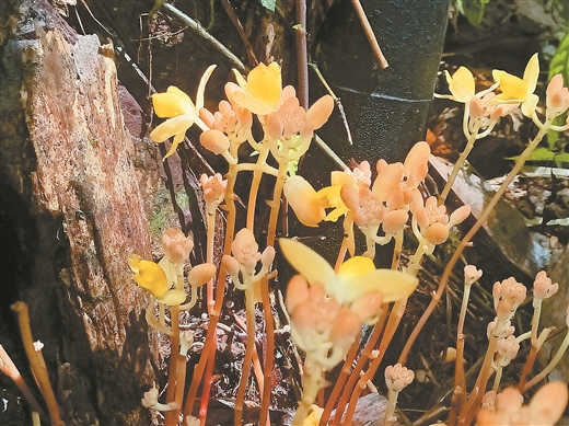 綻放的矮小肉果蘭。記者夏曉云 通訊員李福文/攝