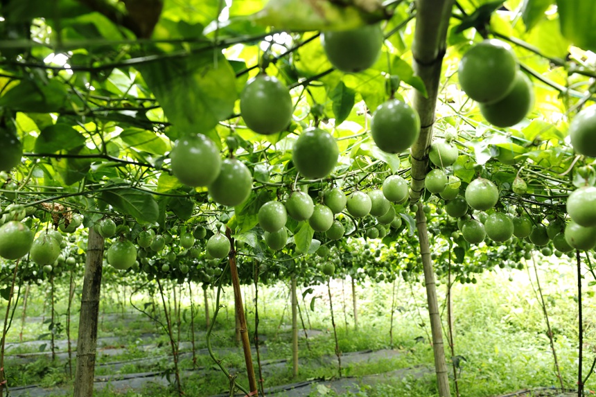 百香果園中掛滿了果子