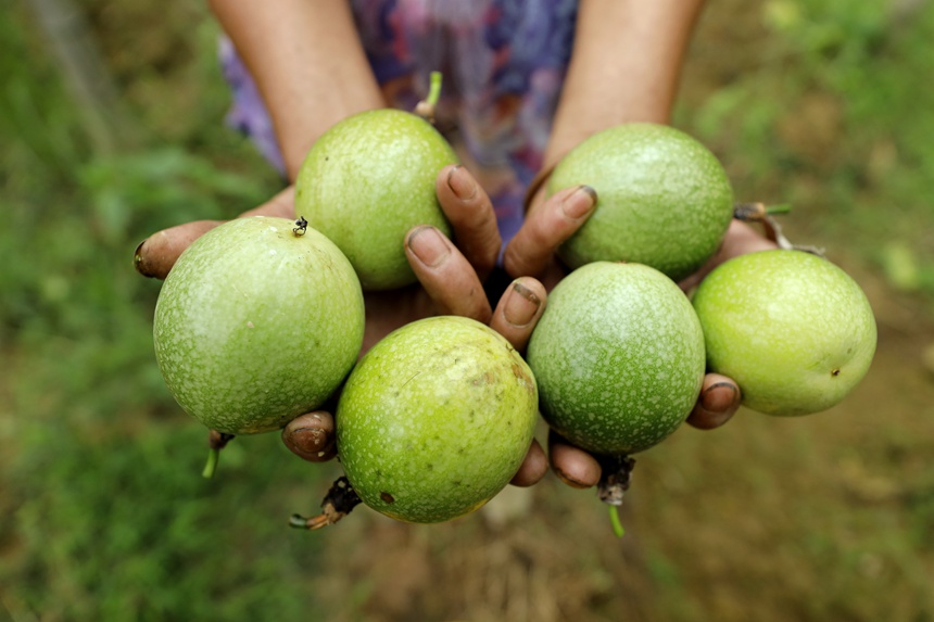農(nóng)戶正在展示剛摘下的百香果