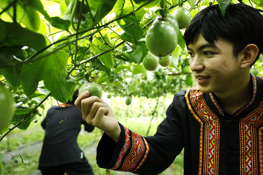 瑤族阿弟正在展示自種的百香果