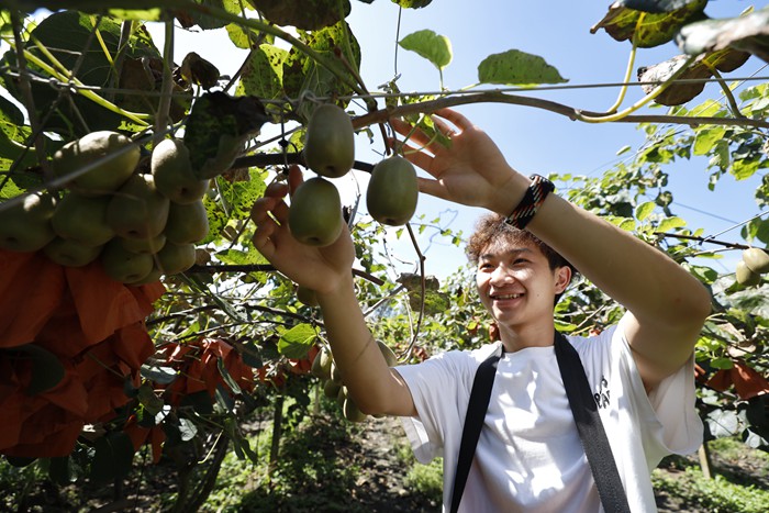 游客正在獼猴桃果園中體驗(yàn)采摘