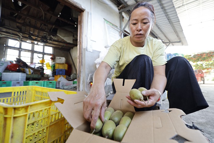 農(nóng)戶正在打包顧客預(yù)訂的獼猴桃，準(zhǔn)備發(fā)貨。