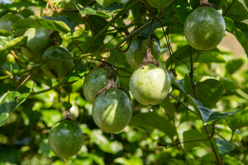 百香果掛滿枝頭。余海瀟攝
