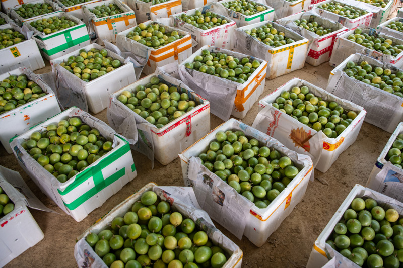 等待封箱的百香果。趙文朝攝