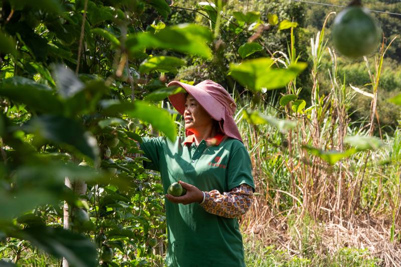 工人正在采摘百香果。趙文朝攝