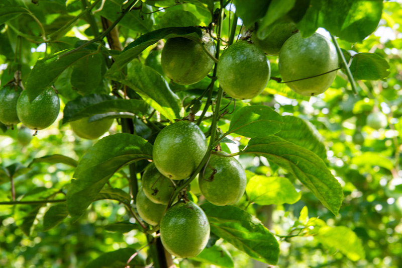 百香果喜獲豐收。余海瀟攝