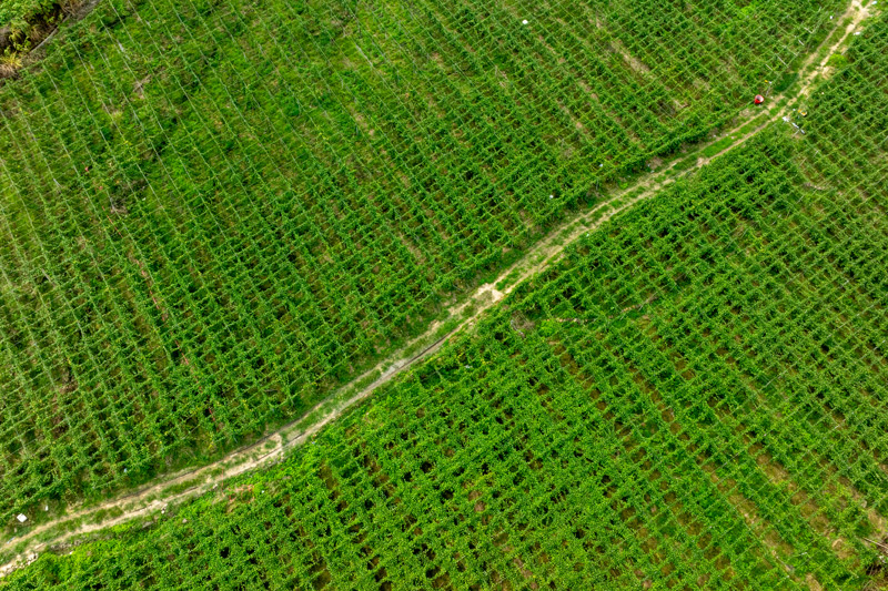 潞城瑤族鄉(xiāng)那馬村百香果基地。趙文朝攝
