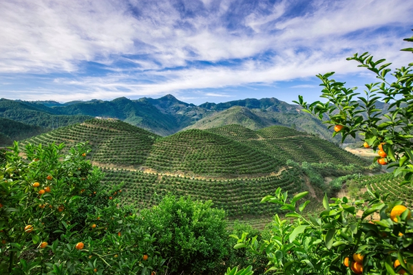 圖為西林沙糖桔標(biāo)準(zhǔn)園（供深基地）登豐家庭農(nóng)場果園。（西林縣粵桂協(xié)作辦供圖）.jpg