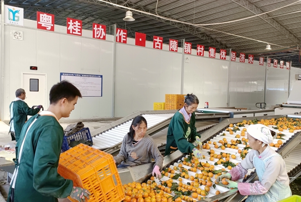 圖為粵桂協(xié)作古障鎮(zhèn)村集體經(jīng)濟(jì)水果出口車間工人選果現(xiàn)場。（西林縣粵桂協(xié)作辦供圖）.jpg