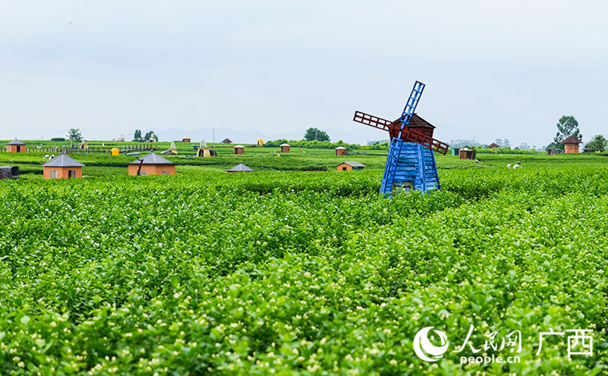 中華茉莉園。人民網(wǎng) 梁章暉攝