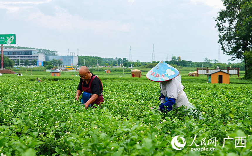 村民采摘茉莉花。人民網(wǎng) 梁章暉攝