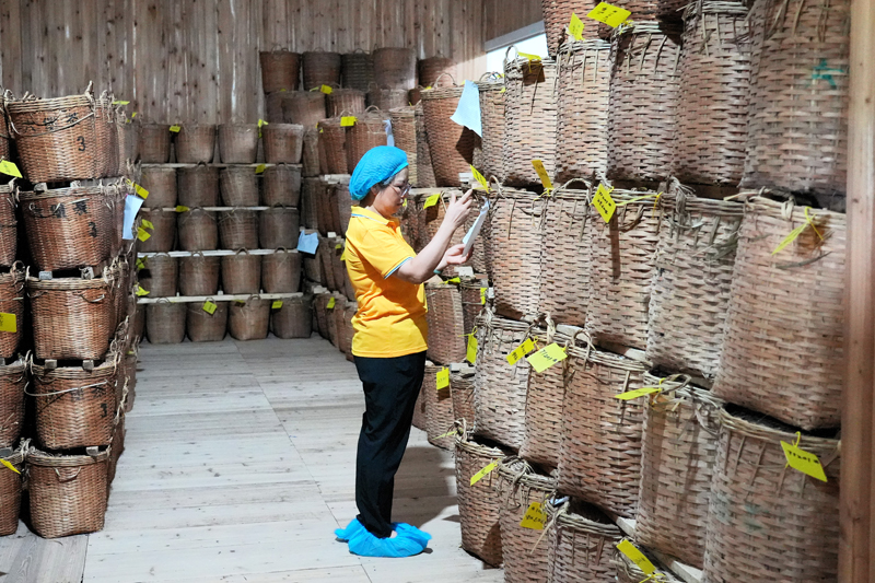 工作人員正在檢查茶葉存放情況。