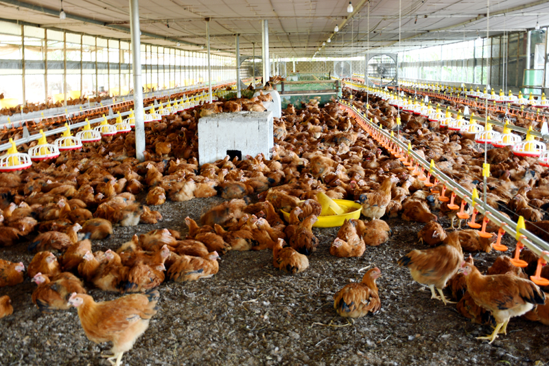 肉雞在標(biāo)準(zhǔn)化雞籠中自在覓食。