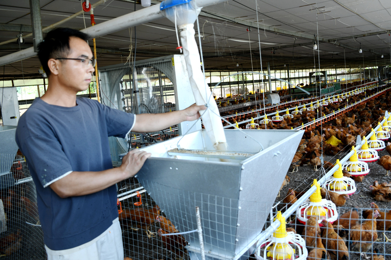 技術(shù)人員在操作養(yǎng)雞自動(dòng)喂料設(shè)備。