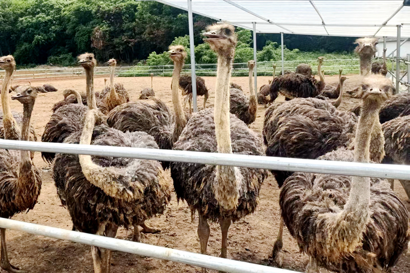 鴕鳥養(yǎng)殖場(chǎng)一角。
